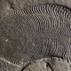 Un fósil de Dickinsonia. Foto: Australian National University ANU